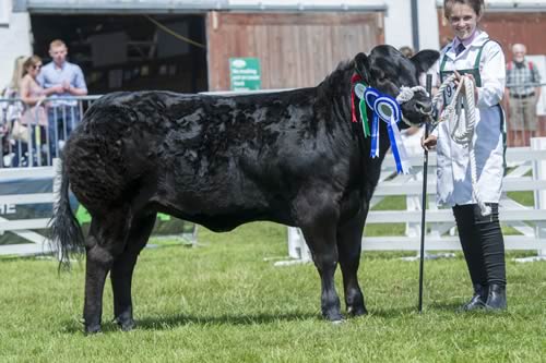 Reserve Commercial champion from B & L Wilkinson