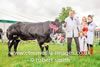 British Blue Champion and Reserve beef Interbreed Champion