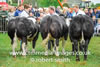 Champion Group of Three British Blue 