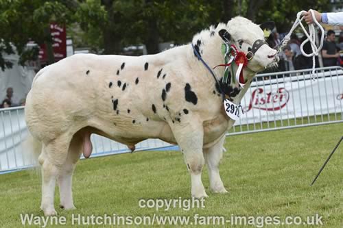 Solwayview Jackpot - Male Champion