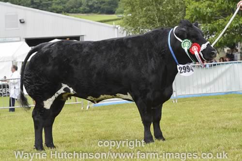 Solway View Immaculate - Reserve Female Champion