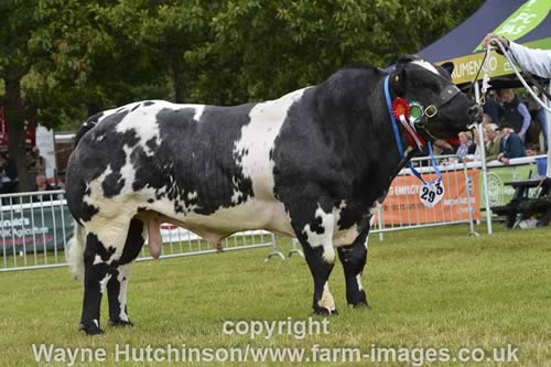 Cromwell Ironman - Reserve Male Champion