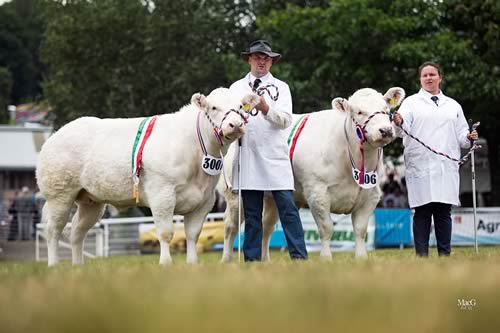 Females of the Future pairs champions from Philip and Louise Brindley (Blue Mist Herd)