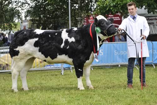 Royal Welsh Young Cattle Handler - Reserve Champion, Michael Phillips