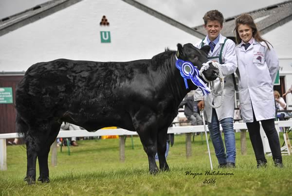 Reserve Champion Commercial – A British Blue Cross from Messrs. Lawson & Wilkinson