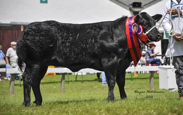 Supreme Champion Commercial – A British Blue Cross from Messrs. Lyons