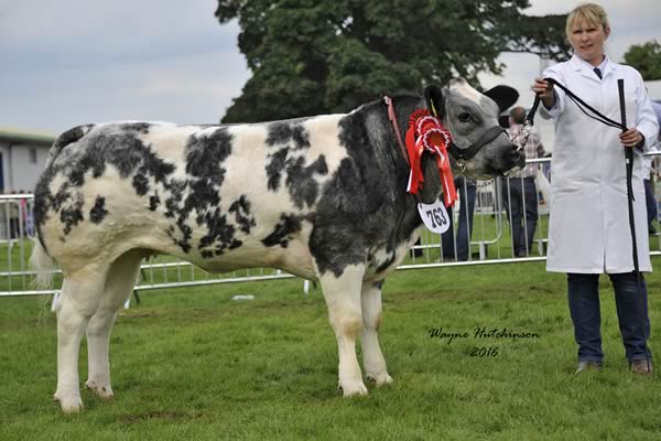 Stonebyres Keira - Junior Champion