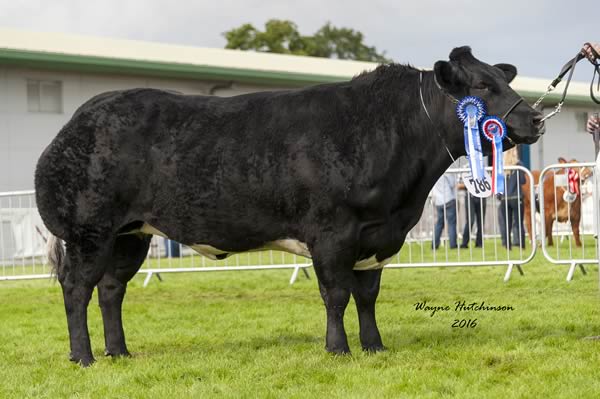 Graymar Halle - Reserve Champion