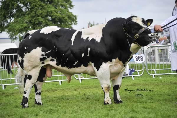 Sheehills Inspiration - Reserve Male Champion