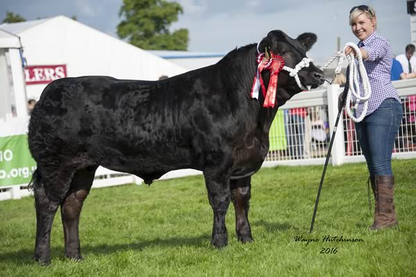 Woopie - Champion Steer