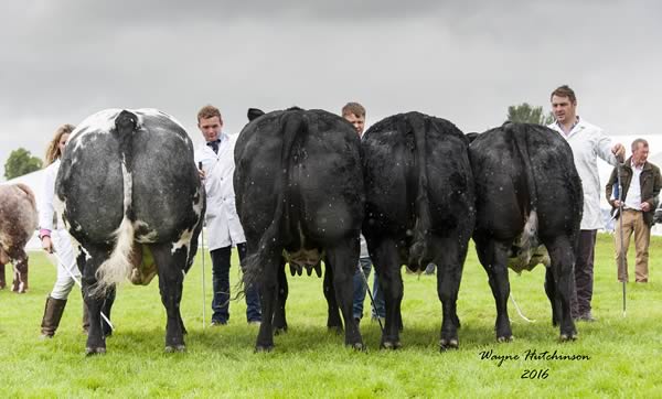 British Blue Team of Four Champions