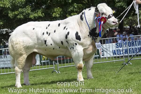 Solwayview Jackpot - Male and Res Overall Champion