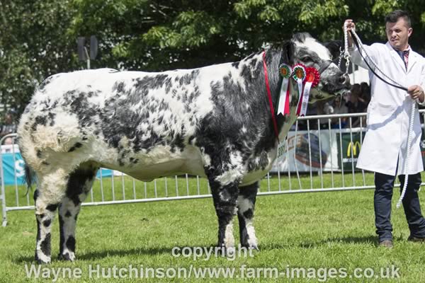 Rhymil Kylie - Female and Overall Champion