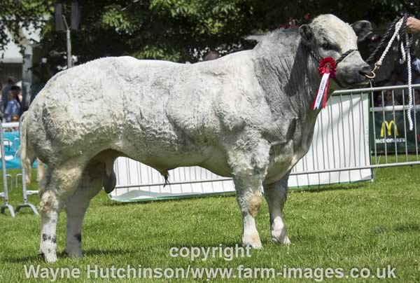 Bedgebury Kent - Junior Male and Res Male Champion