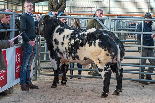 Best Animal Opposite Sex to the Champion – a British Blue Cross from Ian & Nathan Grainger