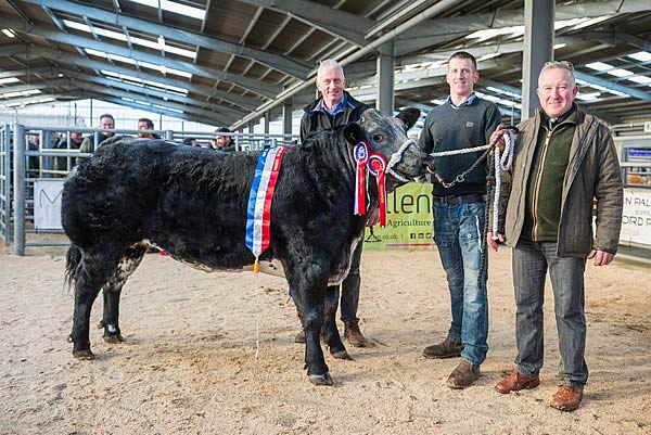 Champion Heifer with vendors Ian & Nathan Grainger, Kiln Close and judge Anthony Gornall