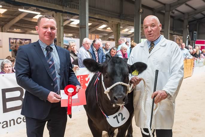 Heifer by a British Blue Sire, sponsor JG Animal Health (a) (72) TA & LC Lyons & Son