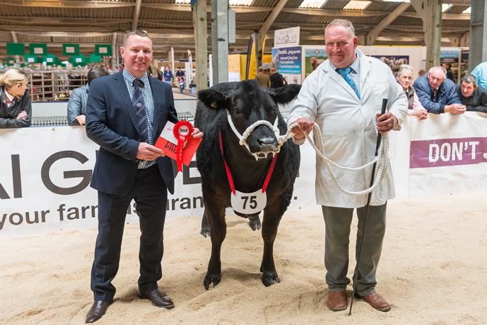 Heifer by a British Blue Sire (b), Tequila - R J Wright