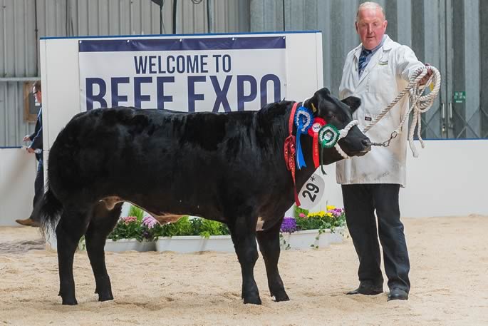 Reserve Champion Steer Panda