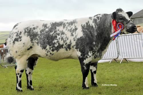 Champion - Rhymil Kylie