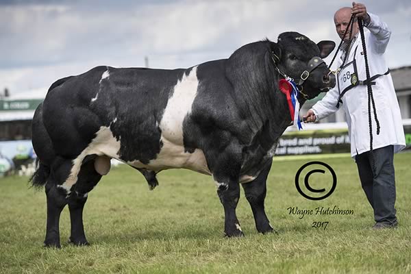 Reserve Junior Champion - Tanat