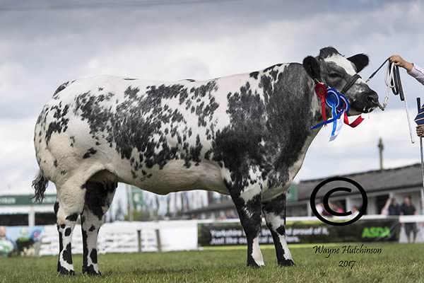 Rhymill Kylie - Reserve Female Champion