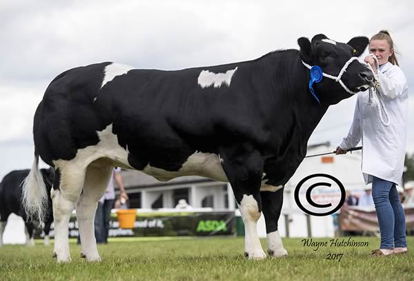 Overall commercial champion from M/s Mellin & Cropper, sired by British Blue bull