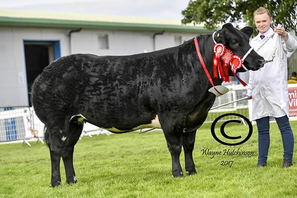 Pendle Liquorice - Junior Champion