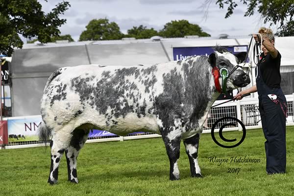 Rhymill Kylie - Reserve Female & Reserve Overall Champion