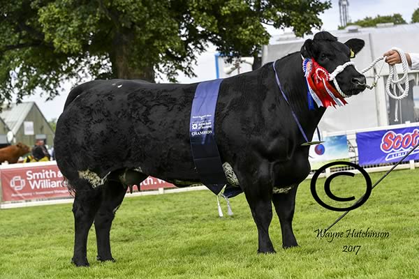 Solway View Illusion - Overall British Blue Champion