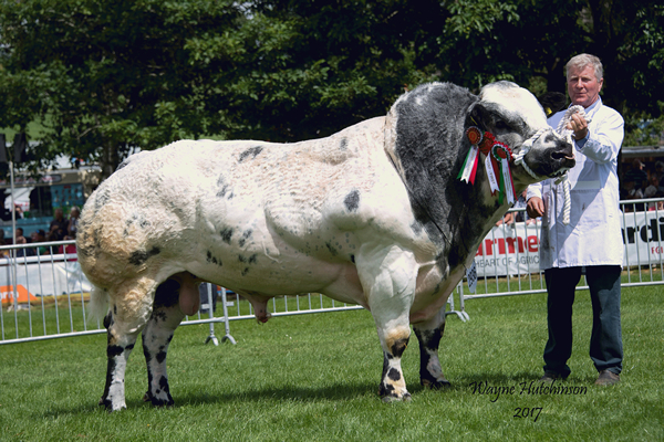 Pinnacle Hero - Overall British Blue Champion