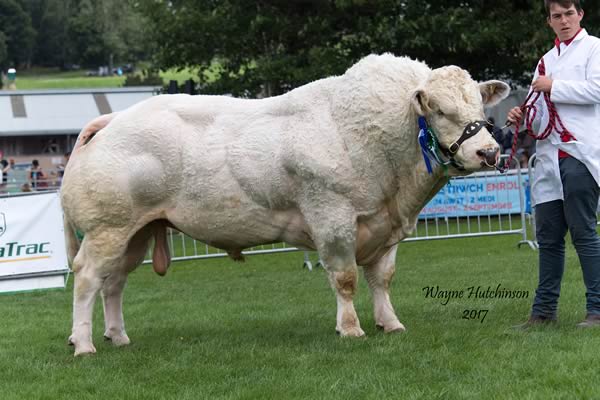 Coolbanagher Ivor - Res Male Champion British Blue