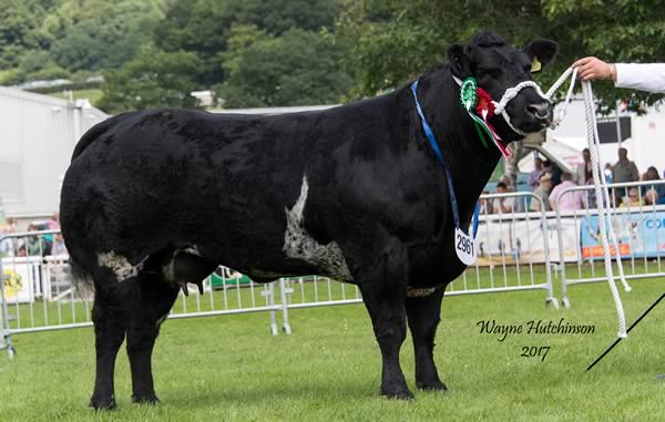 Solway View Illusion - Reserve Female Champion