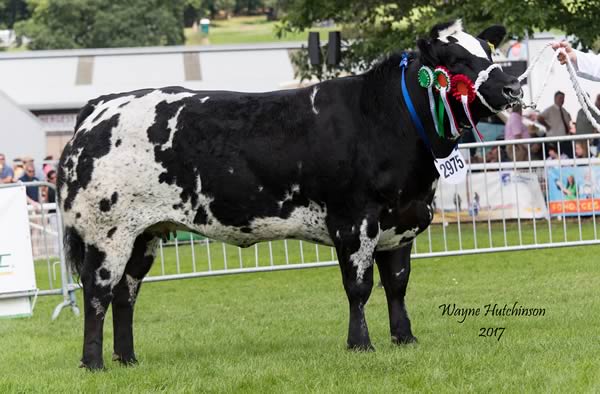 Solway View Kesha - Female and Reserve Overall Champion