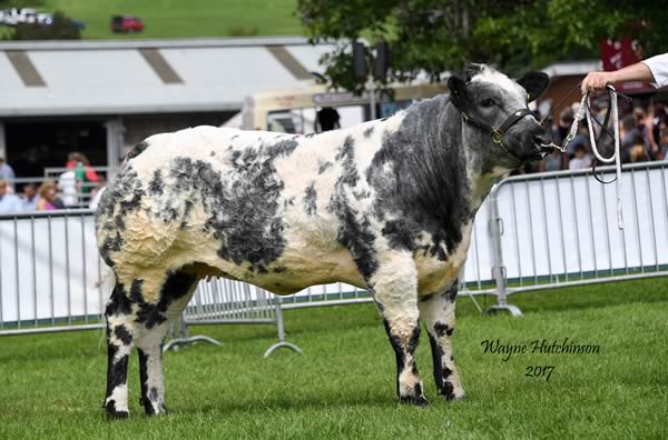 Rhysmill Limited Edition - Junior Champion