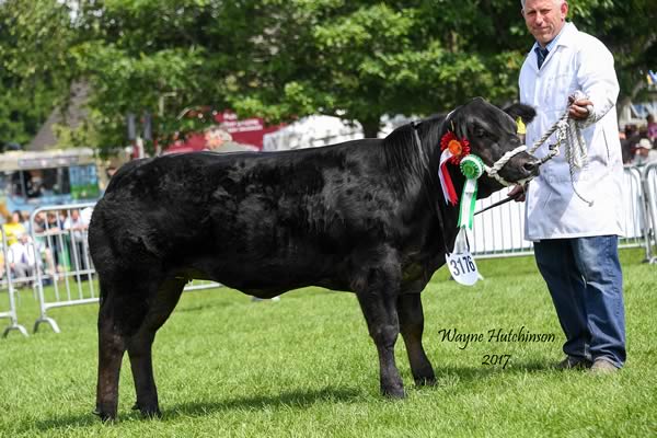 Serena - Reserve Baby Beef Champion - sire British Blue