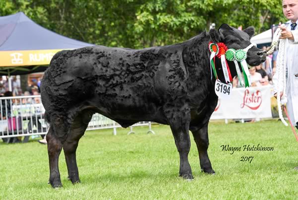 Black Magic - Steer Champion - sire - British Blue