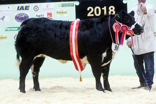 English Winter Fair Supreme Champion a British Blue x