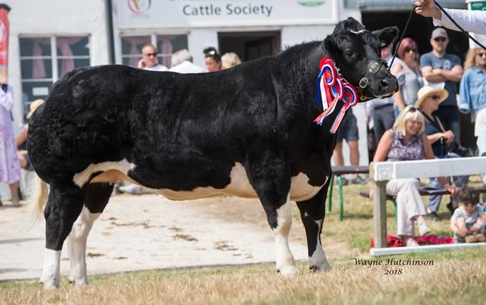 Supreme Champion - Tanat Lola