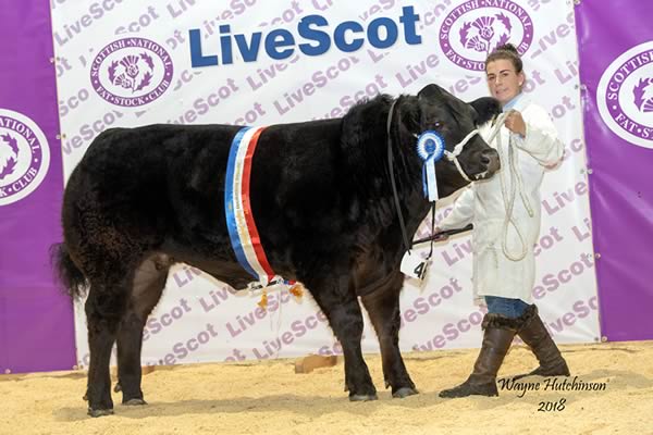 HOUSEWIVES CHOICE WINNER AT LIVESCOT A British Blue Cross from Neil Slack