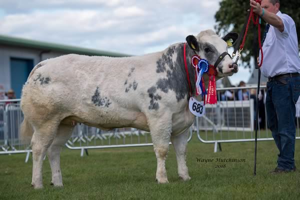 Dinmore Moschino - Winner of class 289, Reserve Junior Animal and Best Junior Female