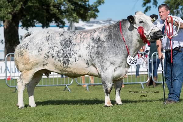 Croftends Belle - winner of class 293