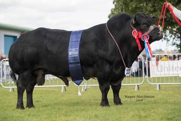 Sandyvale Jagerbomb - winner of class 296, Best Bull and Supreme Champion