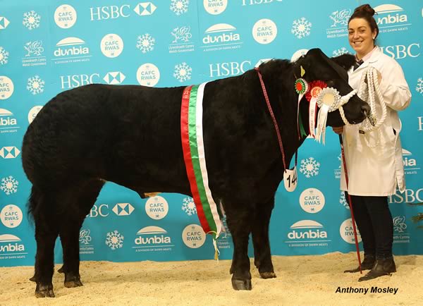 HOUSEWIVES CHOICE WINNER AT LIVESCOT A British Blue Cross from Neil Slack
