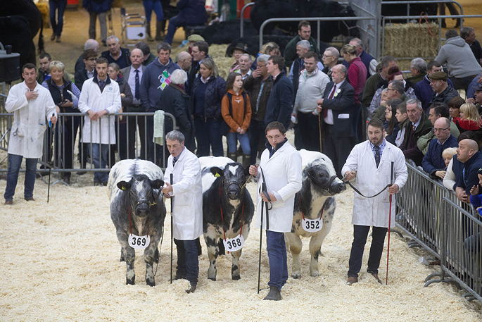 British Blue Group of three won the Duke of Norfolk Competition