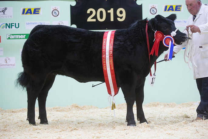 Overall Champion Crossbred