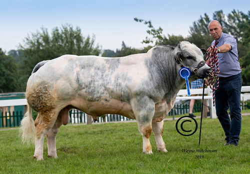 Dinmore No Limits - Reserve Male Champion