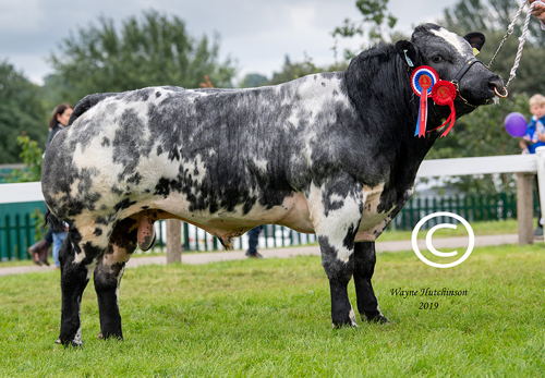 Solway View Nova - Male Champion