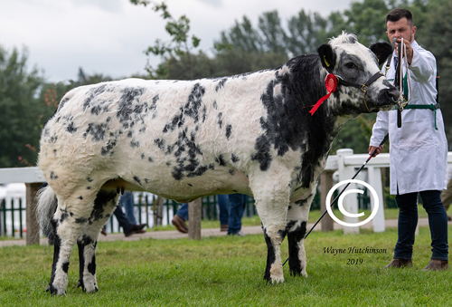 Fox Hill Nadiya - Res Junior Champion 