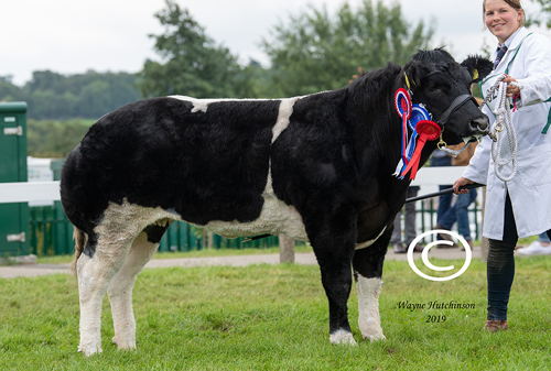 Skiddaw View Natural Beauty - Junior, Female and Reserve Overall Champion